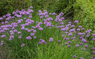 Naklejka premium Schnittlauch (Allium schoenoprasum)