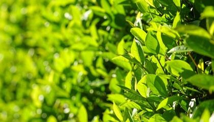 Obraz premium Lush green leaves in bright sunlight