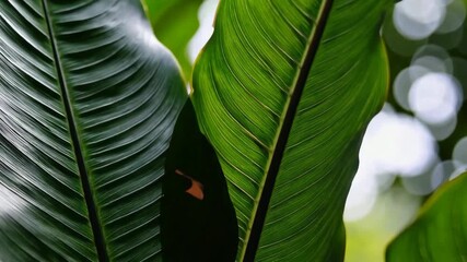 Tropical leaves swaying gently in sunlit breeze with vibrant green patterns