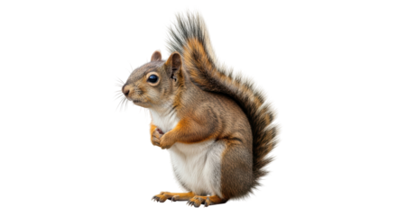 Isolated Squirrel, Cute Animal