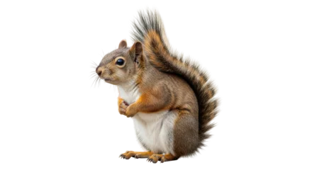 Fotobehang Eekhoorn Isolated Squirrel, Cute Animal  © Paul
