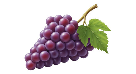 Isolated purple grapes