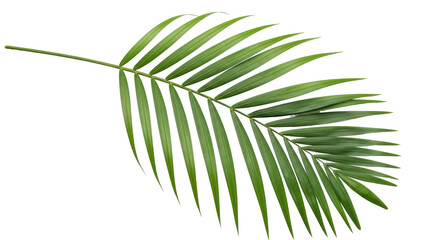 Isolated Palm Leaf Green Tropical