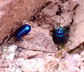 Chrysochus asclepiadeus, leaf beetle