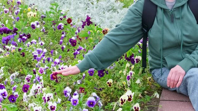 Female tourist in sporty outfit gently strokes colorful pansy flowers with her hand, enjoying nature on a spring day. Close-up moment