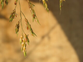 Wild grass flower closeup with brown background. Natural abstract background.