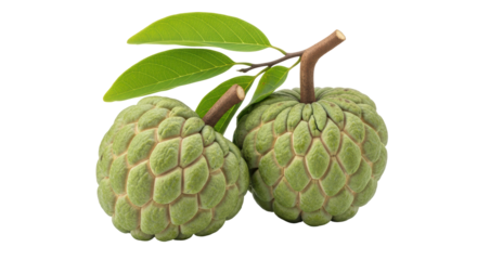 Isolated Custard Apple