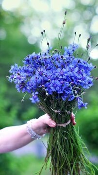 A bouquet of vivid blue cornflowers held by a woman's hand in front of a softly blurred green background. Flowers sway gently in the breeze. 4K natural closeup footage.