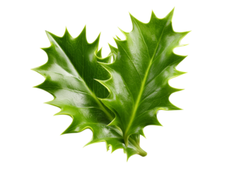 Lush green holly leaves isolated on black background, Isolated On Transparent Background, Png