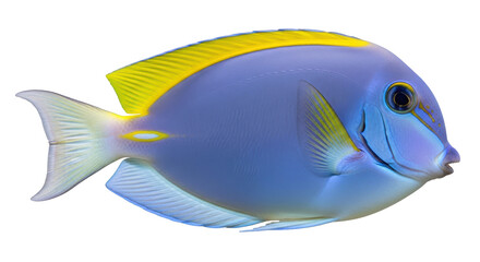 Isolated Powder Blue Tang Fish