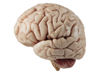 Human brain anatomy detailed view medical science, Isolated On Transparent Background, Png