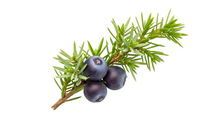 Isolated Juniper Berry