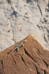 Small lizard sunning on a rock

