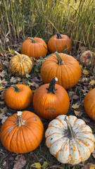 Large ripe orange pumpkins on grass in autumn landscape - symbol of harvest, coziness and rural nature, seasonal scene, slow camera movement, 4K