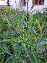 Raupe des Nachtkerzenschwärmer (Proserpinus proserpina)