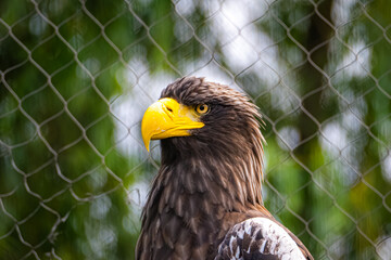 Hawk Portrait
