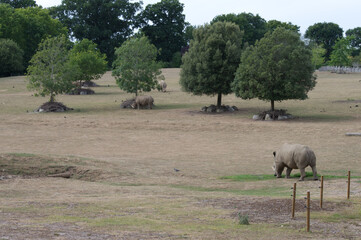 White rhinoceros (Ceratotherium simum) at Marwell Zoo © Kayleigh