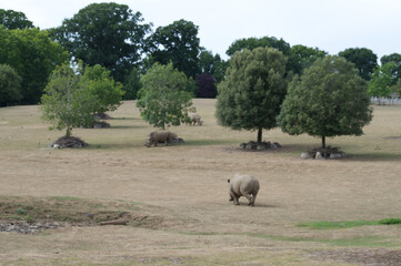 White rhinoceros (Ceratotherium simum) at Marwell Zoo