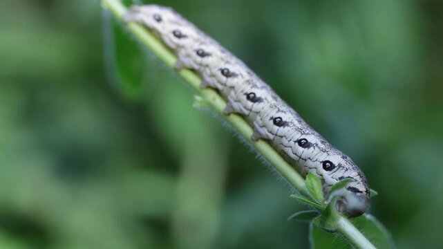 Nachtkerzenschw&auml;rmer (Proserpinus proserpina) -  Raupe