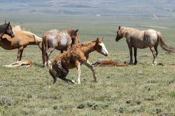 Wild Horse foal getting up