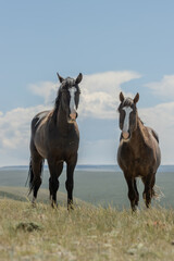 Obraz premium Wild Mustangs on Hill