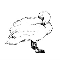 Graphic vector drawing of a swan drawn by hand. Bird symbol of fidelity