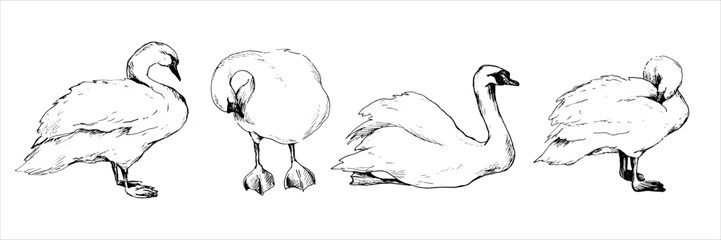 Graphic vector drawing of a swan in different poses drawn by hand. Bird symbol of fidelity