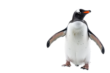 Penguin isolated on transparent background perfect for wildlife posters educational materials and animal-themed advertisements