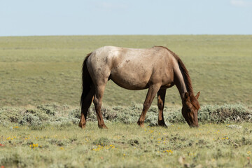 Wild Horse Red Roan on Hill