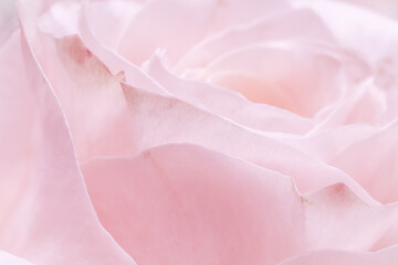 Pink pale rose flower petals, soft focus. Macro flowers backdrop