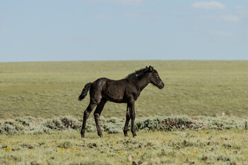 Black Wild Horse Baby