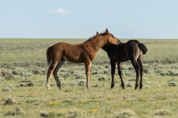 Wild Mustang Babies