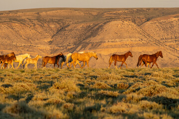 Wild Horse Band Walking