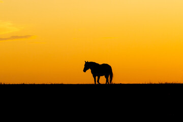 Wild Horse Silhouette on Ridge