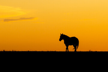 Wild Horse Silhouette