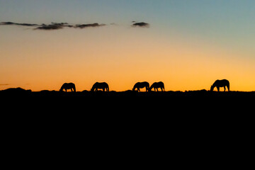 Wild Horses at Sunset in Wyoming