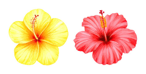 red and yellow hibiscus flower isolated on white