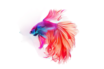 A colorful fish with a long tail and a blue fin