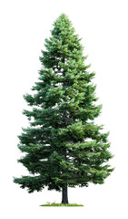 Fototapeta premium PNG Pine tree background isolated illustration.