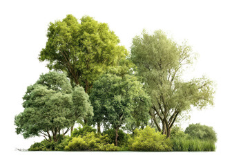 PNG Group of different trees forest background nature.