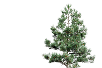 Detailed Pine Tree with No White Background, Ideal for Environmental Projects