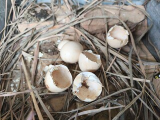 the eggshell of a newly hatched chicken