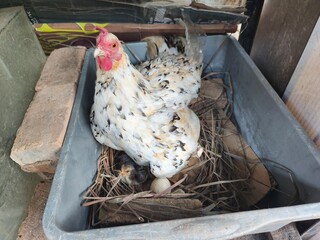 the hen and her newly hatched chicks