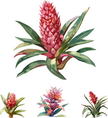 Obraz premium set of bromeliaceae leaves isolated in white 