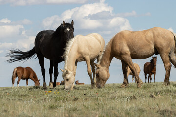 Band of Wild Horses Grazing