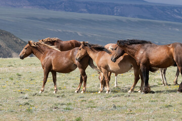 Wild Horse Band Napping