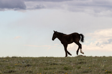 Black Wild Horse Foal Running