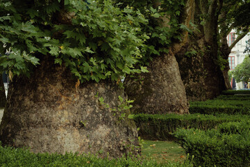 a row of well over 100-year-old plane trees Platanus x hispanica with a rare conical trunk in a small park in Porto called Jardim da Cordoaria