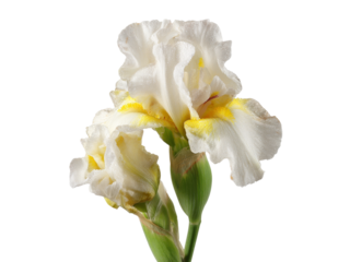 Delicate white iris flower with yellow center isolated on black background, Isolated On Transparent Background, Png