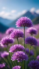 Fototapeta premium Beautiful purple chive flowers blooming in a field nature photography spring blossom